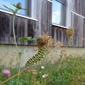 Des aménagements extérieurs favorables à la biodiversité au Green Offices