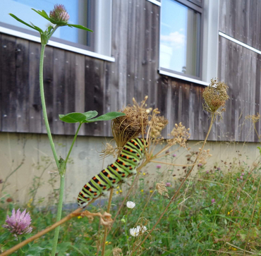 Des aménagements extérieurs favorables à la biodiversité au Green Offices Des aménagements extérieurs favorables à la biodiversité au Green Offices